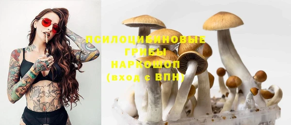 прущие грибы Алзамай